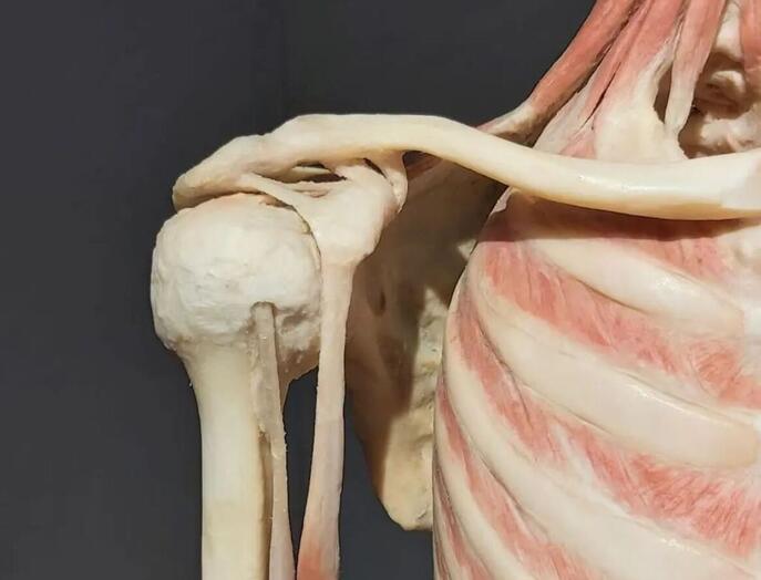 Exkursion ins Plastinarium